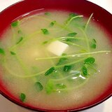 豆腐と豆苗の味噌汁